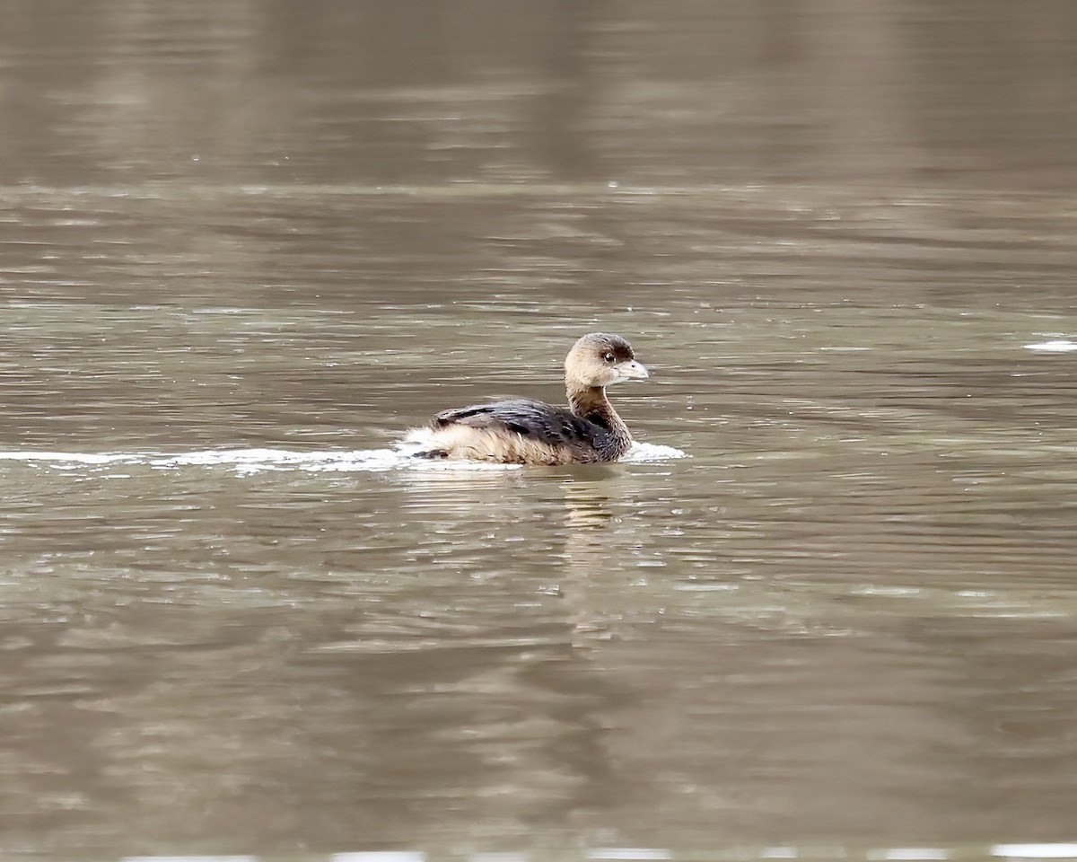 Pied-billed Grebe - ML628611217