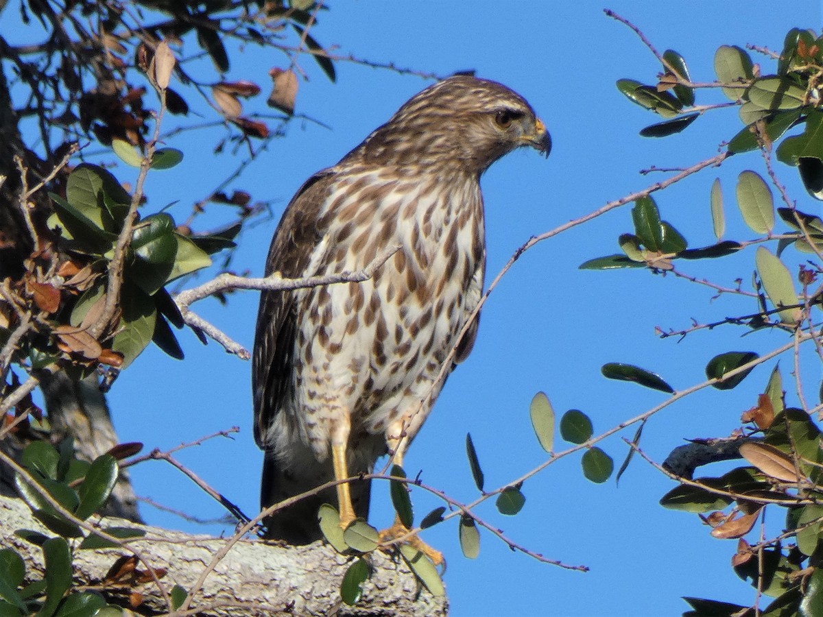 Red-shouldered Hawk - ML628611221