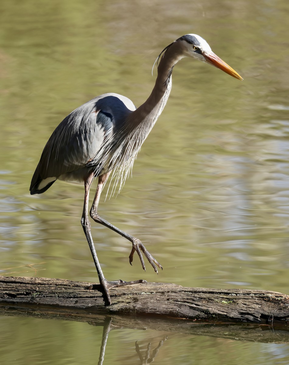 Great Blue Heron - ML628611234