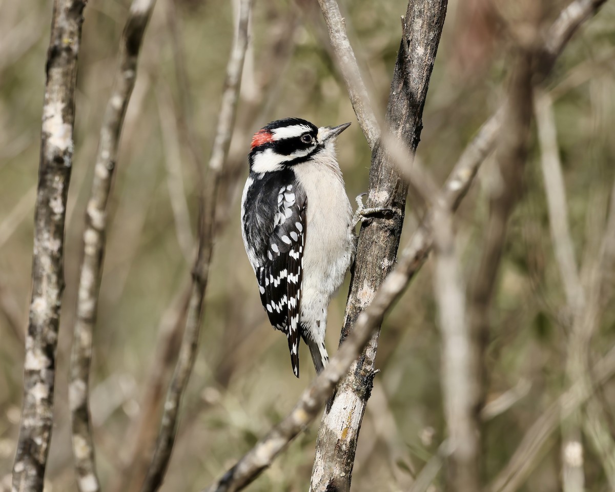Downy Woodpecker - ML628611243