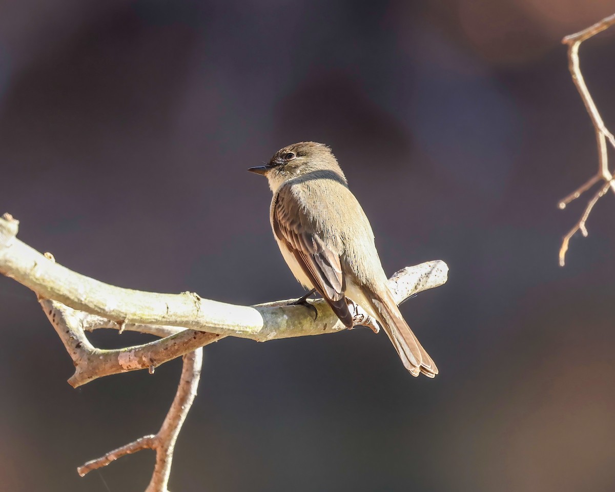 Eastern Phoebe - ML628611255