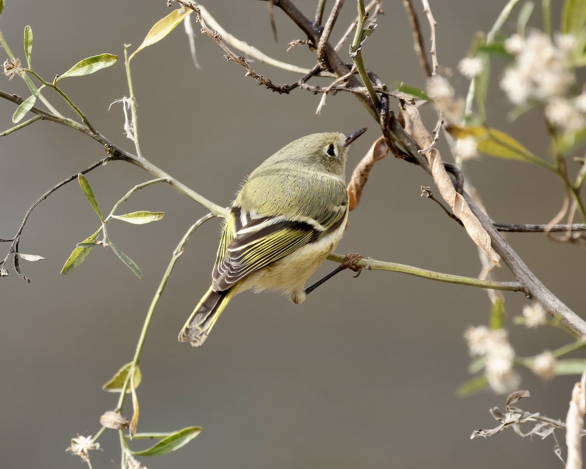 Ruby-crowned Kinglet - ML628611258