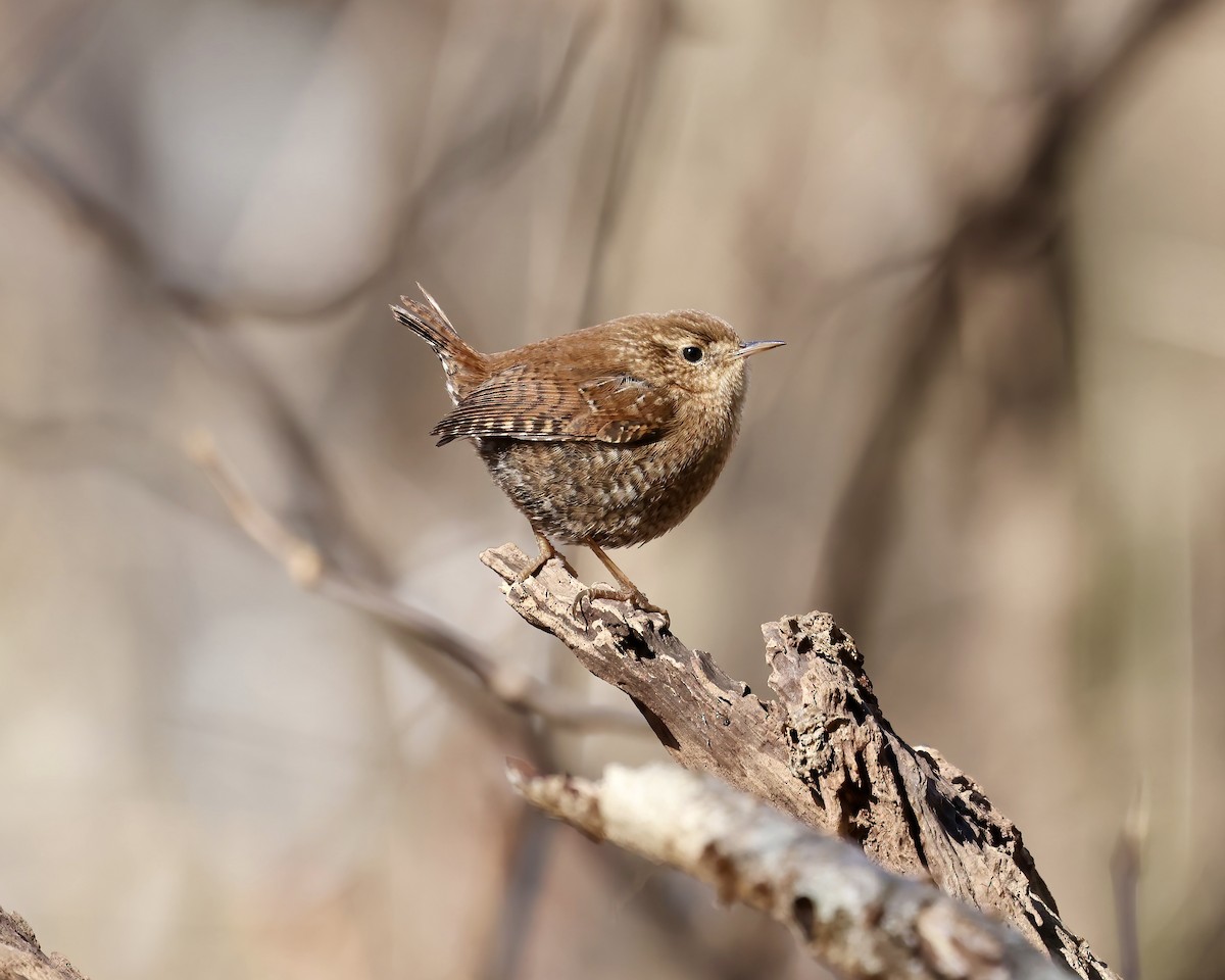 Winter Wren - ML628611265
