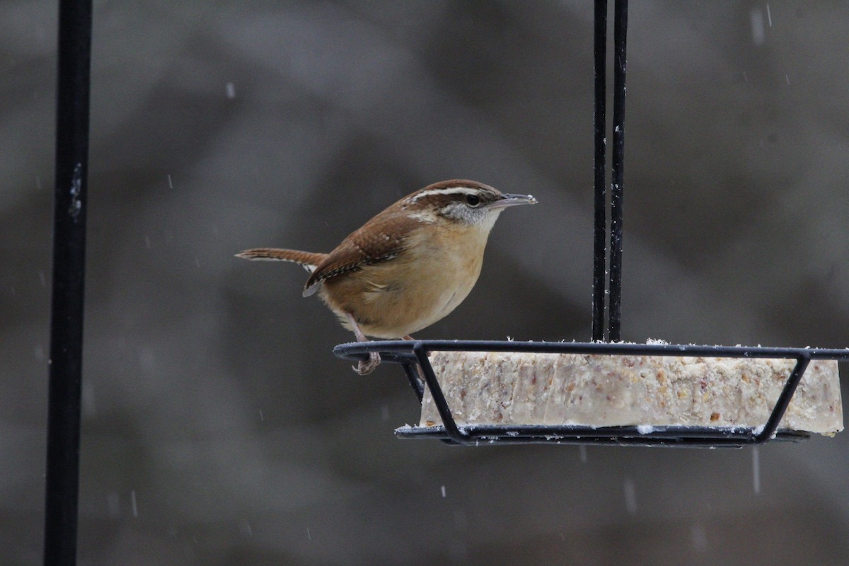 Carolina Wren - ML628611288