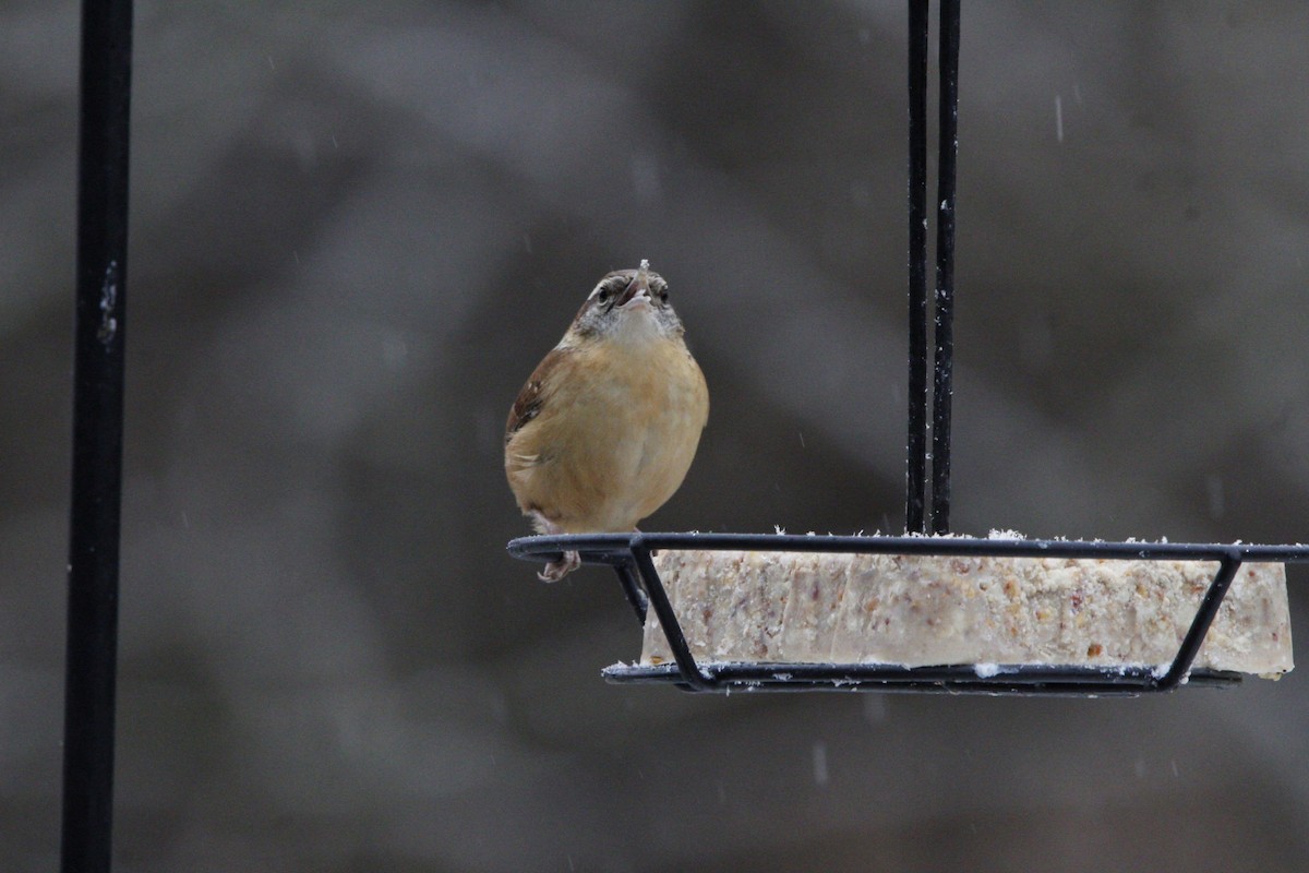 Carolina Wren - ML628611289
