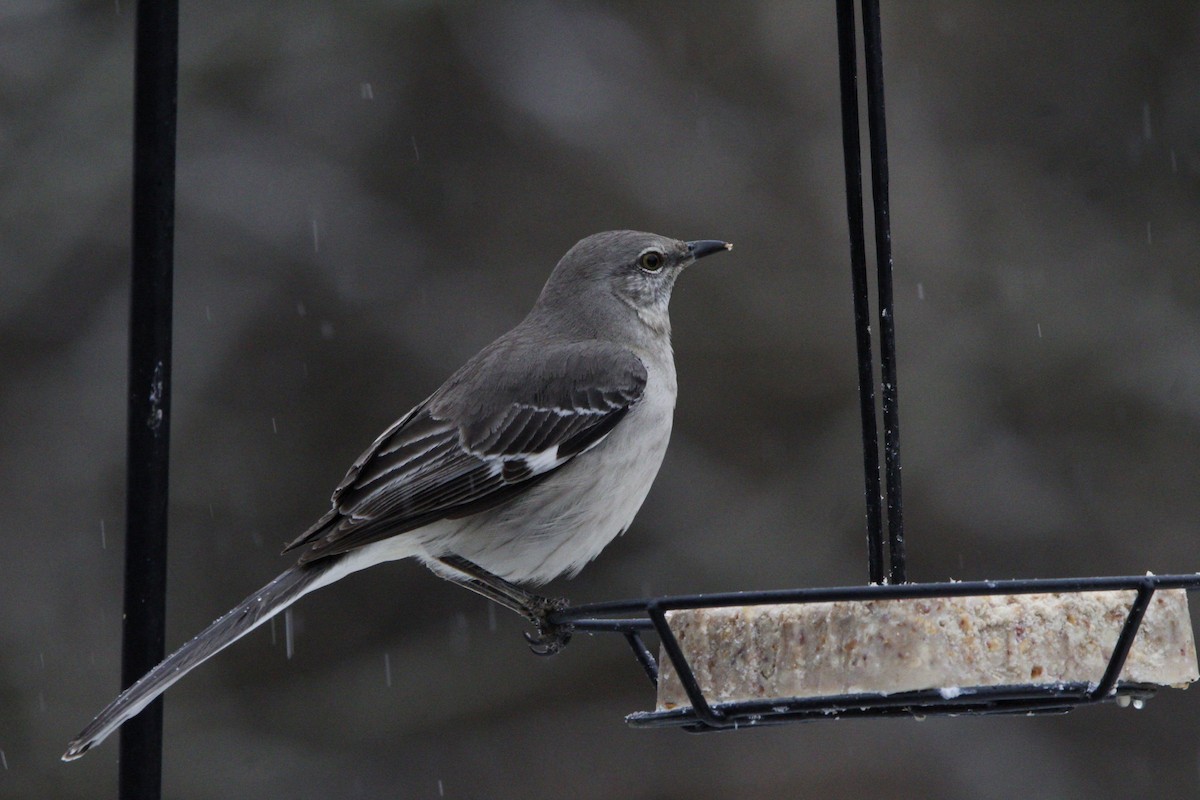 Northern Mockingbird - ML628611298