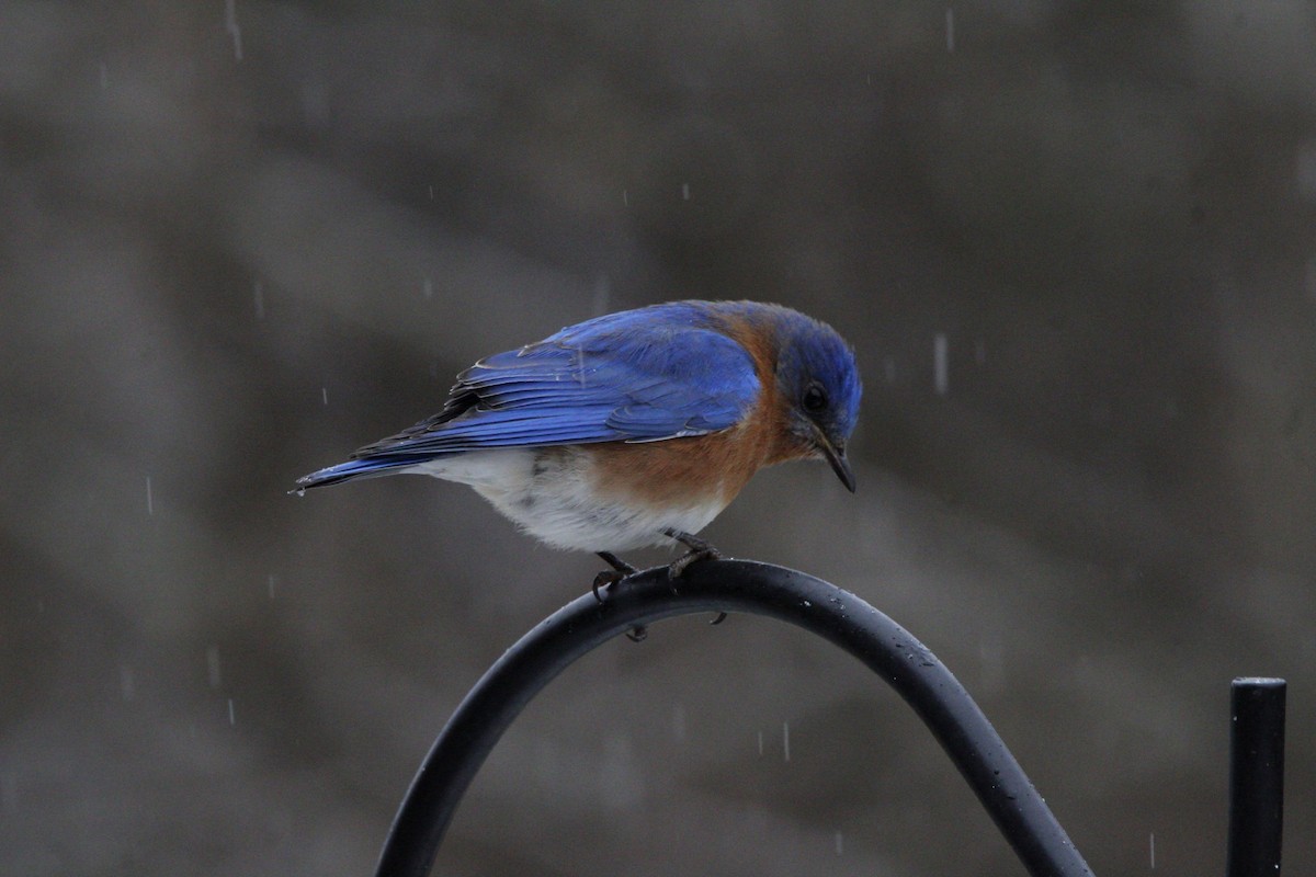Eastern Bluebird - ML628611312
