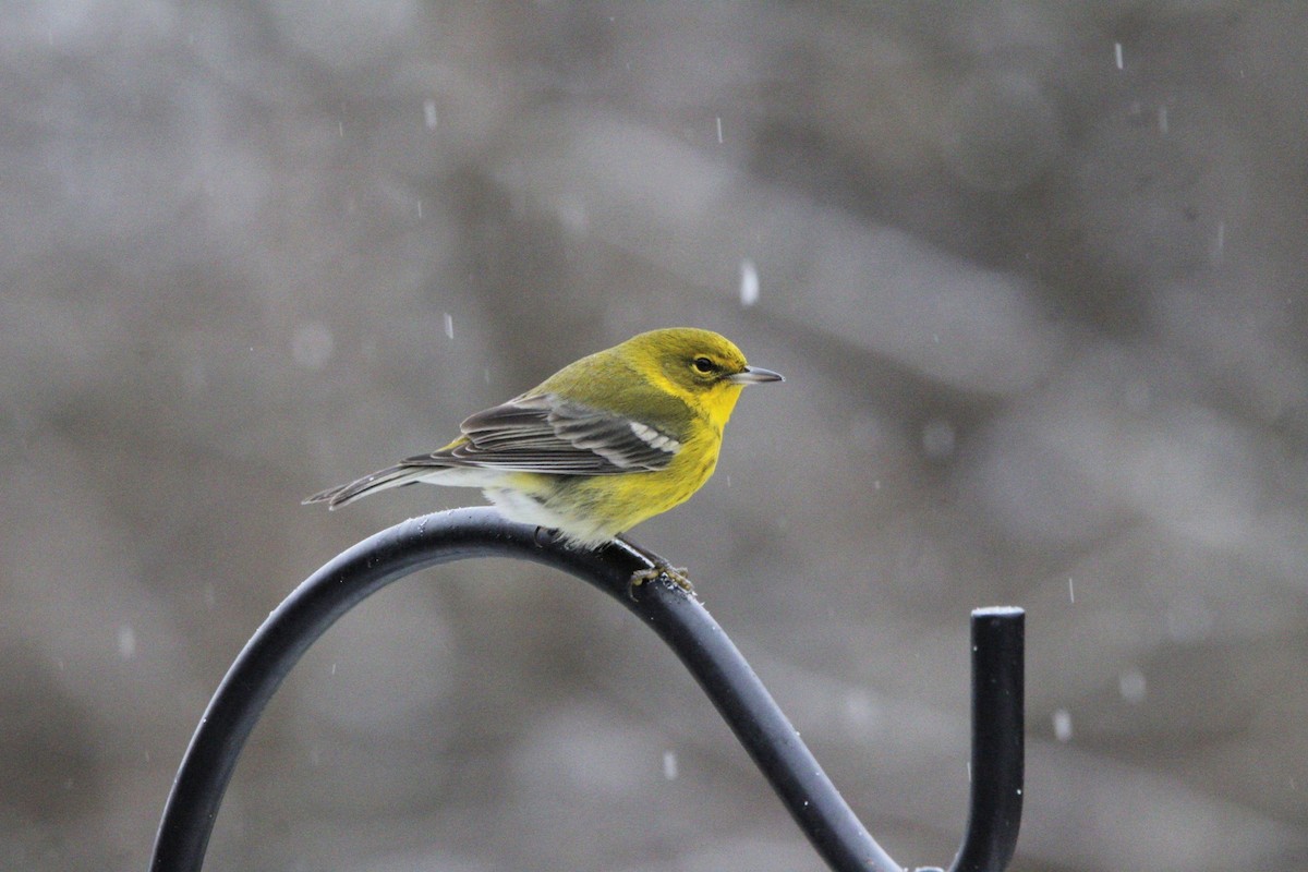 Pine Warbler - ML628611339