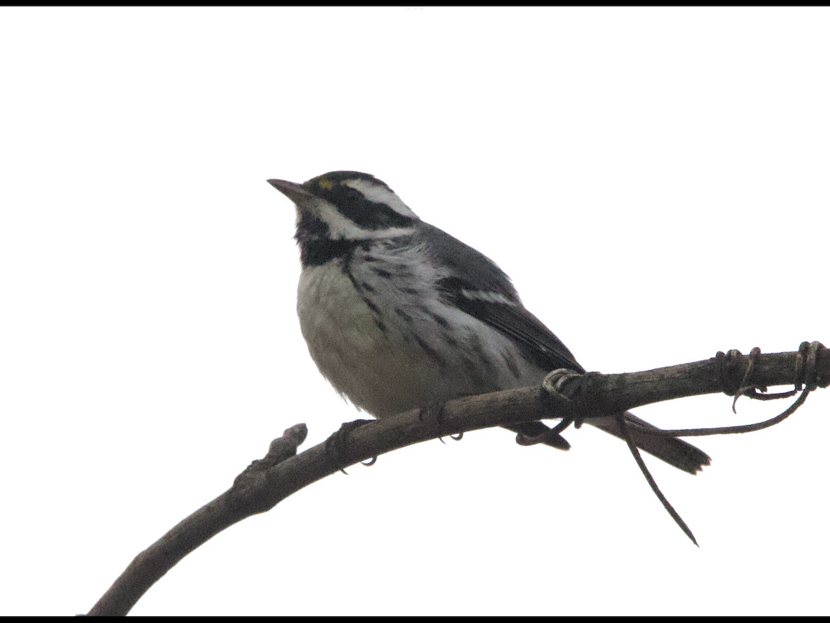 Black-throated Gray Warbler - ML628611356