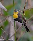 Yellow-headed Blackbird - ML628611435