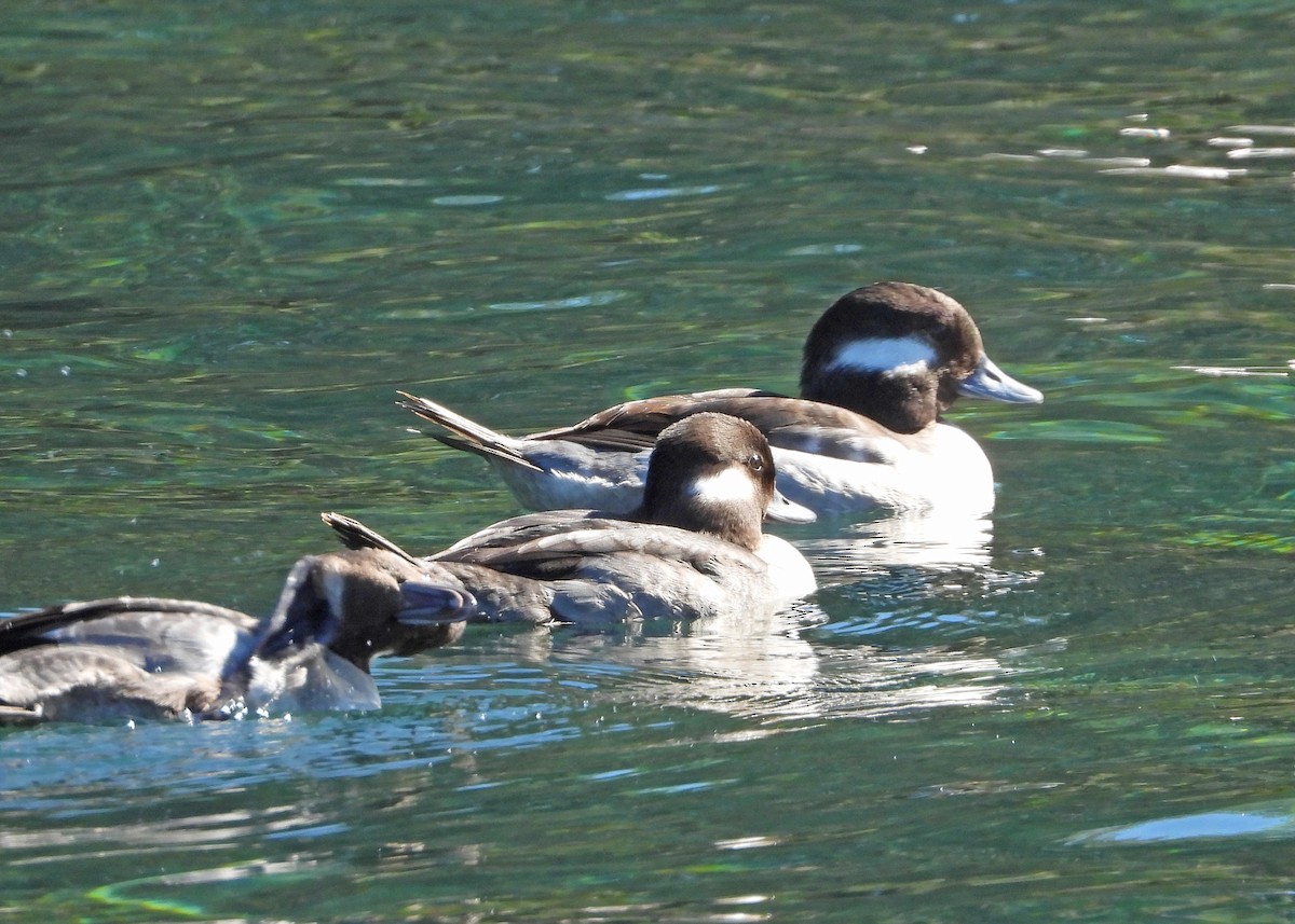 Bufflehead - ML628611489