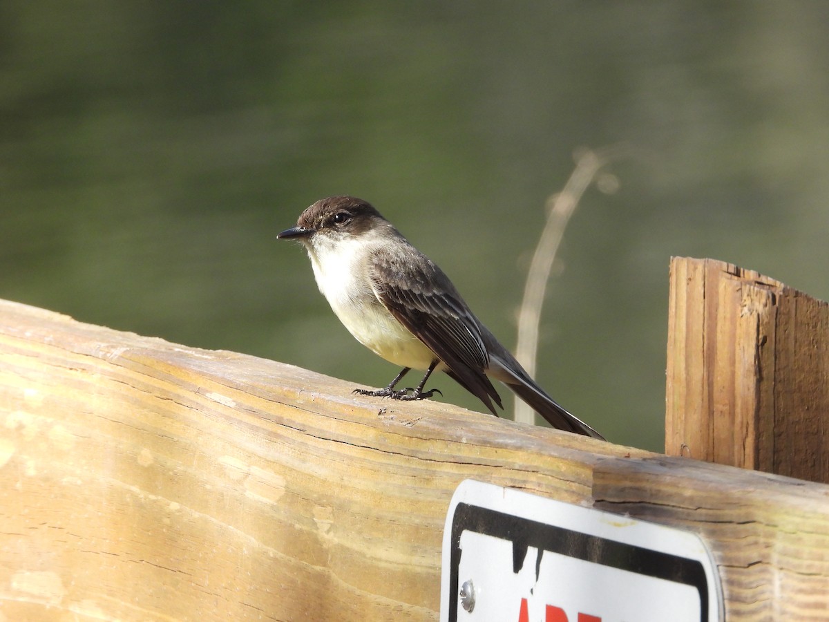 Eastern Phoebe - ML628611555