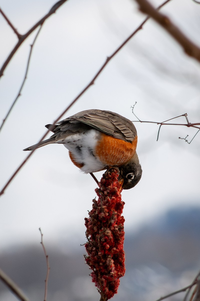 American Robin - ML628611698