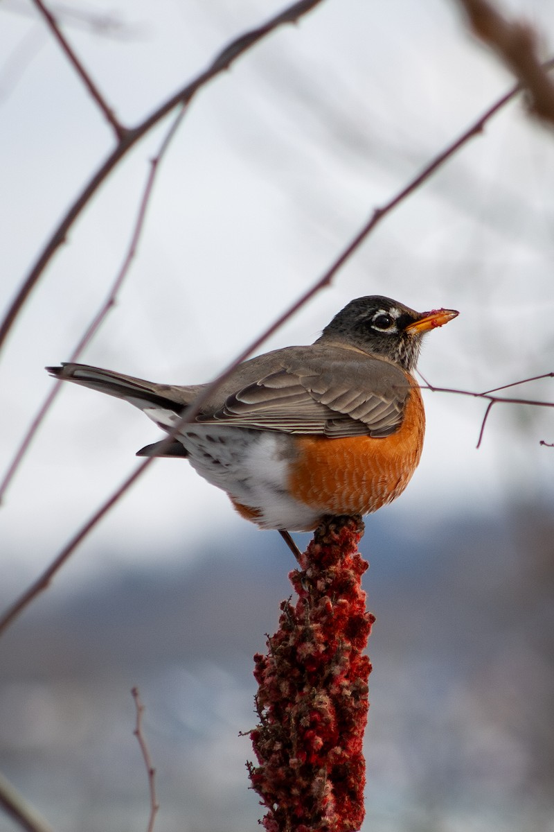 American Robin - ML628611699