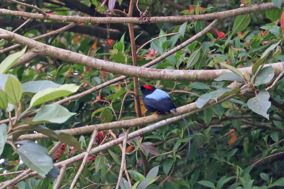 Long-tailed Manakin - ML628611945