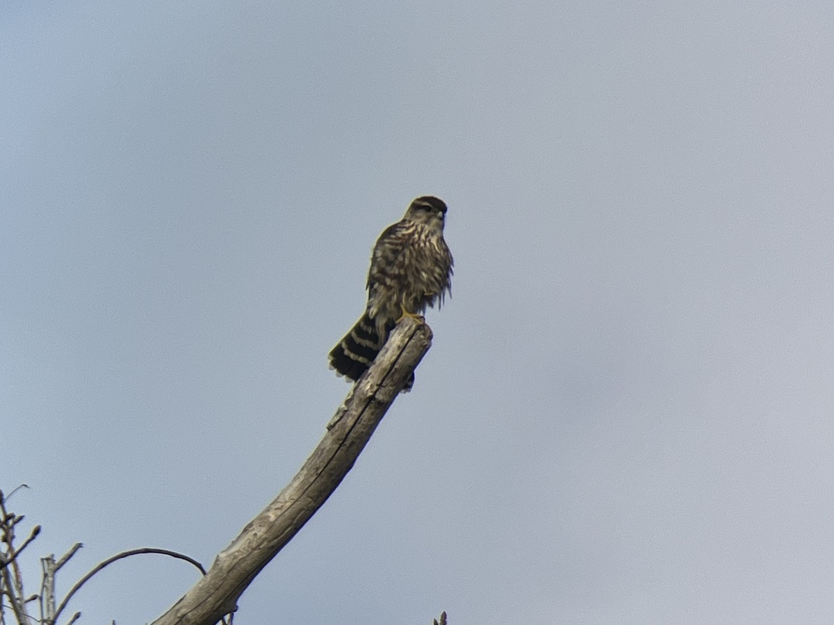 Merlin - James Fleullan