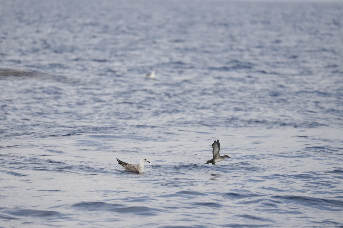 Balearic Shearwater - ML628612169