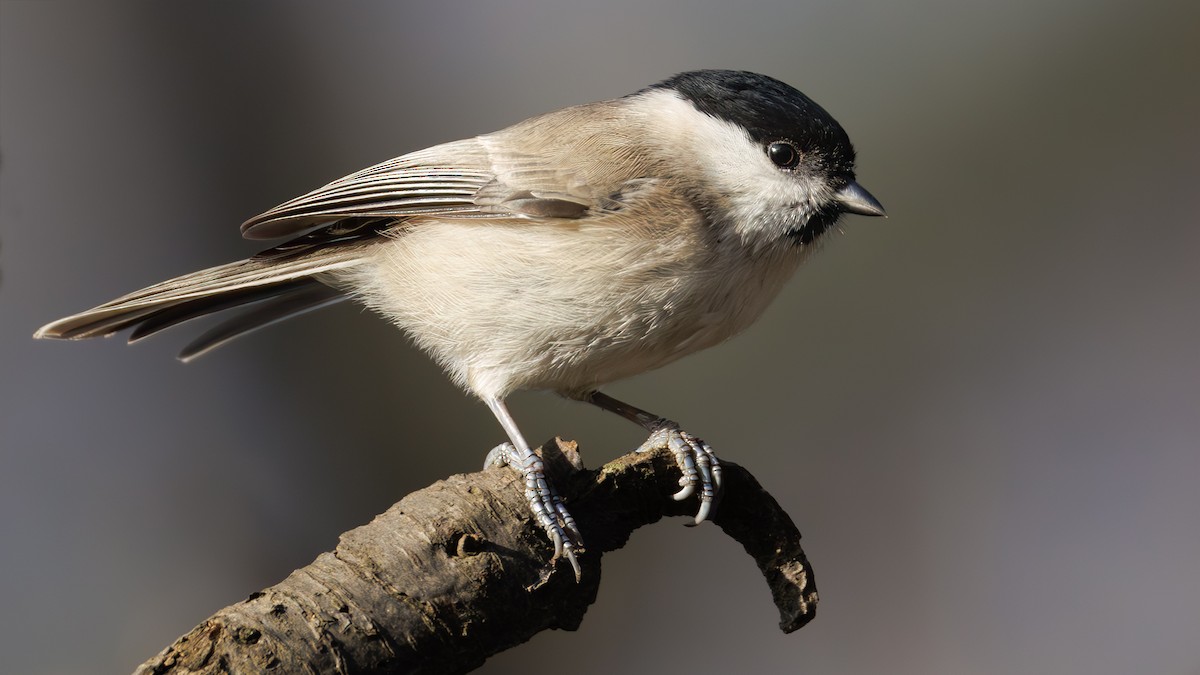 Marsh Tit - SONER SABIRLI