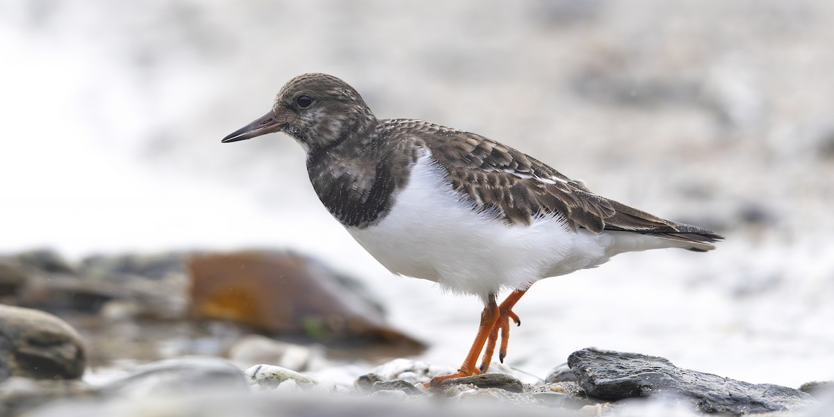 Ruddy Turnstone - ML628612293