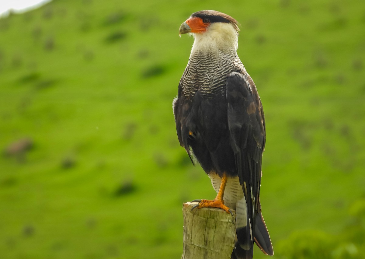 Crested Caracara - ML628612467