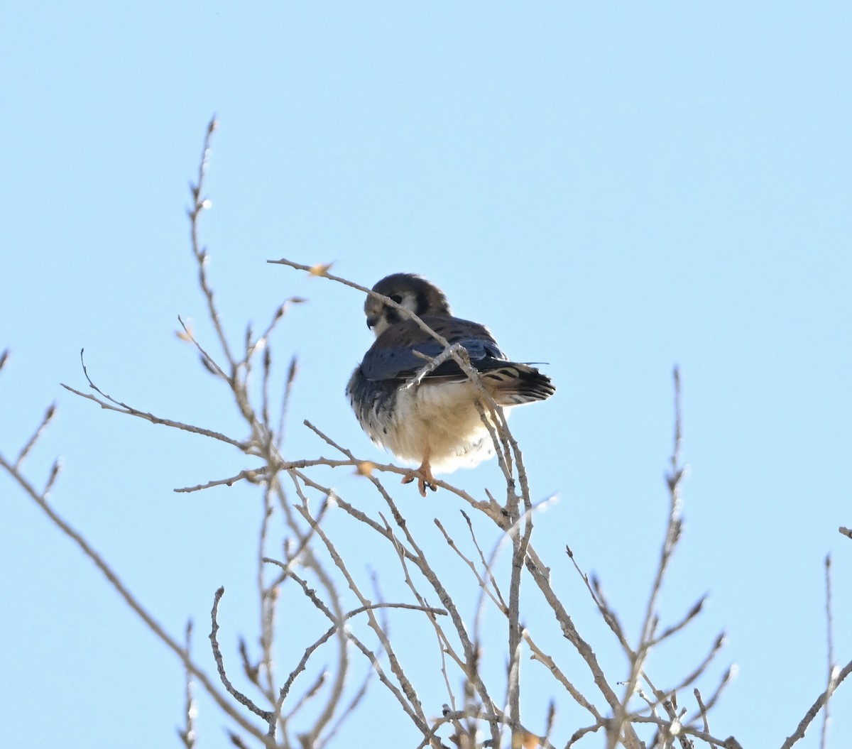 American Kestrel - ML628612483