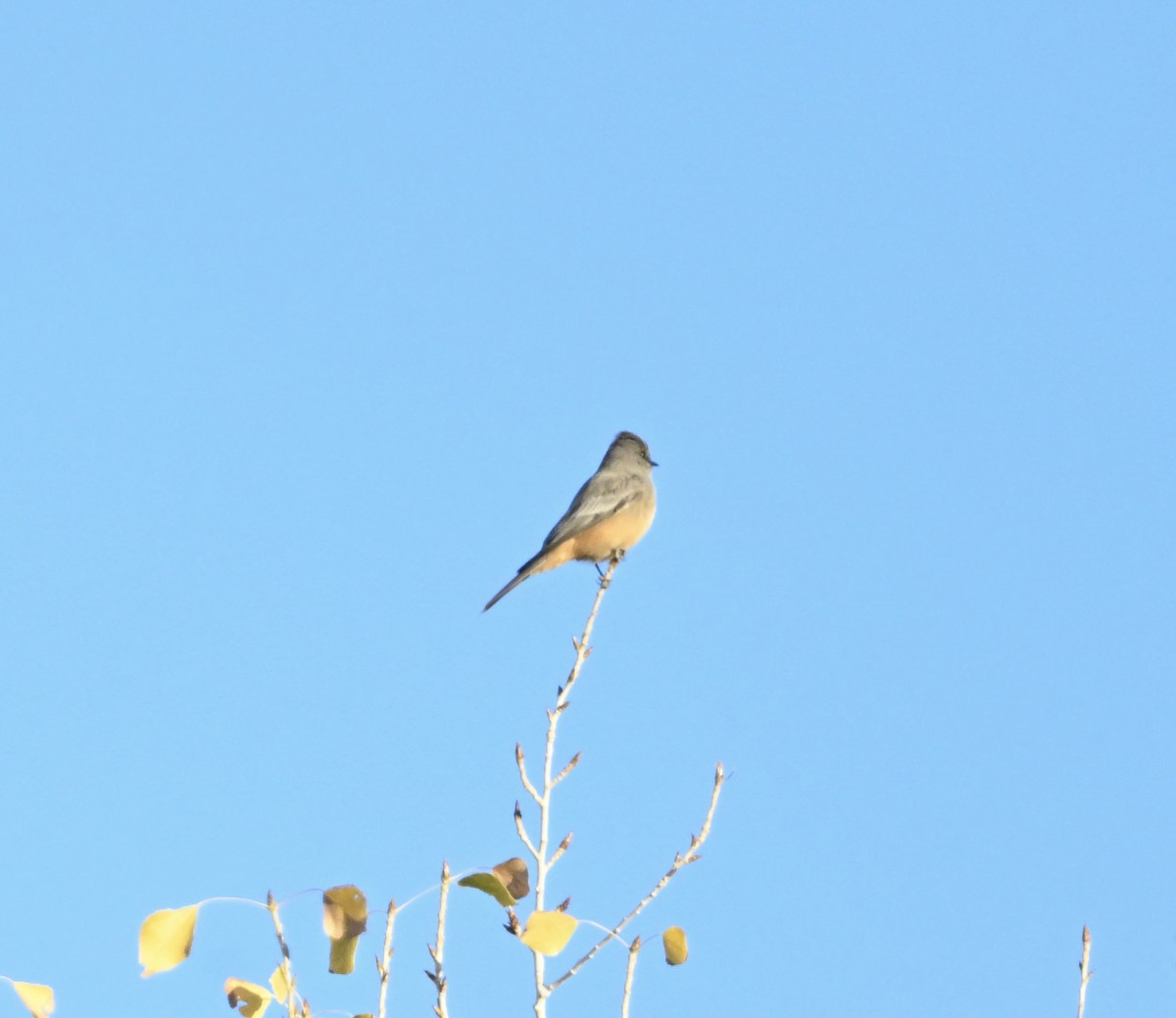 Say's Phoebe - ML628612599