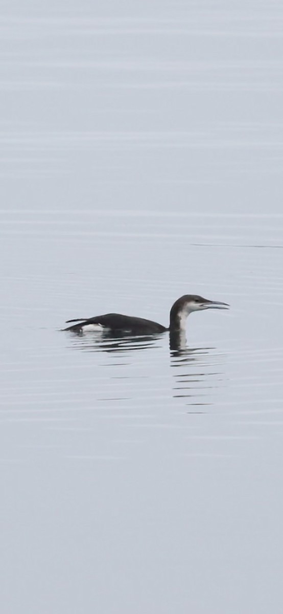 Arctic Loon - ML628613067