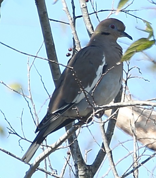 White-winged Dove - ML628613411