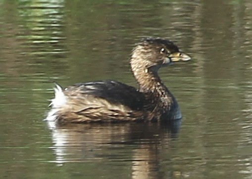 Pied-billed Grebe - ML628613414