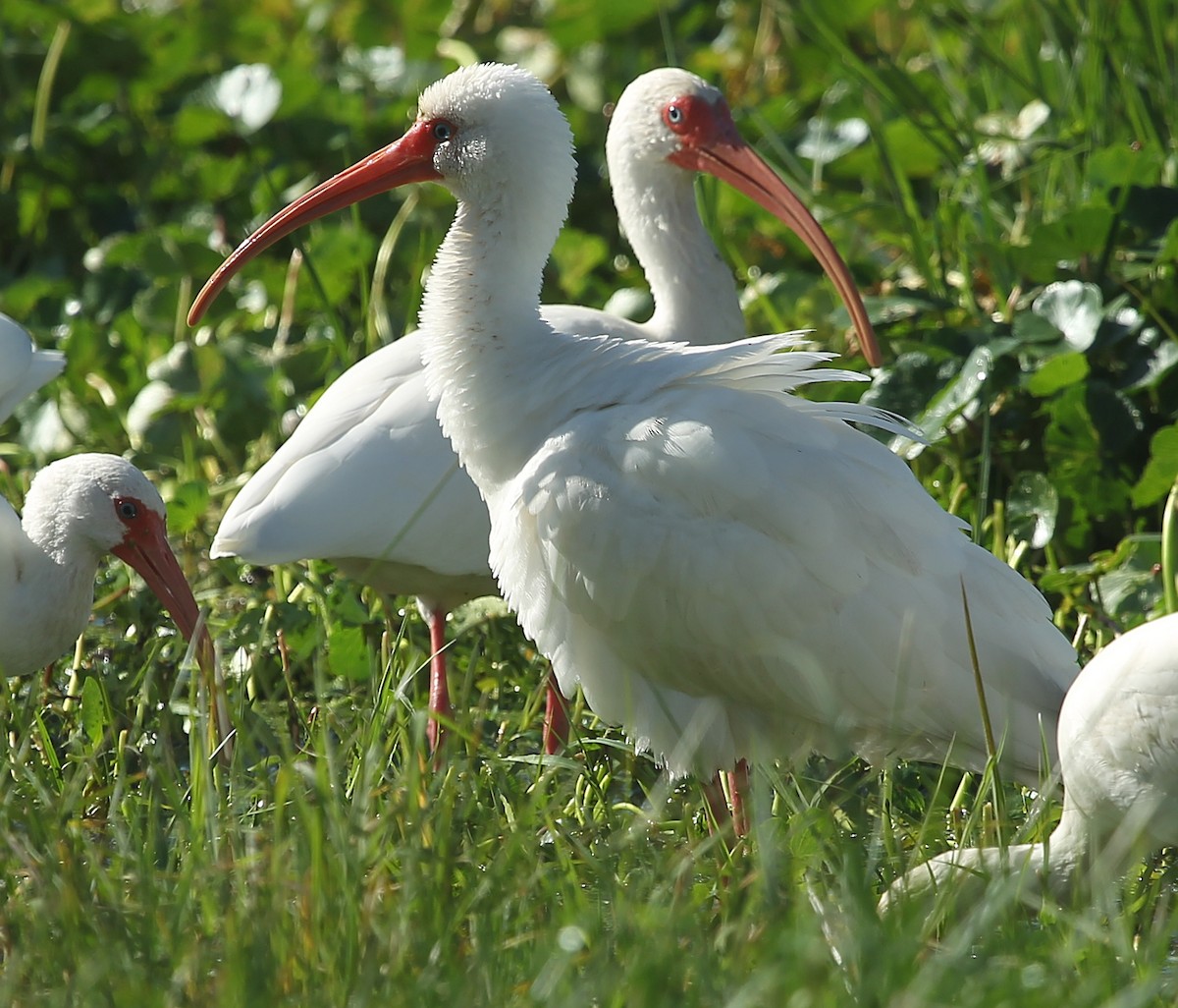 White Ibis - ML628613419