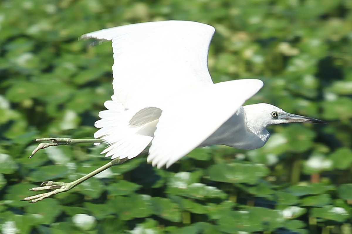 Little Blue Heron - ML628613429