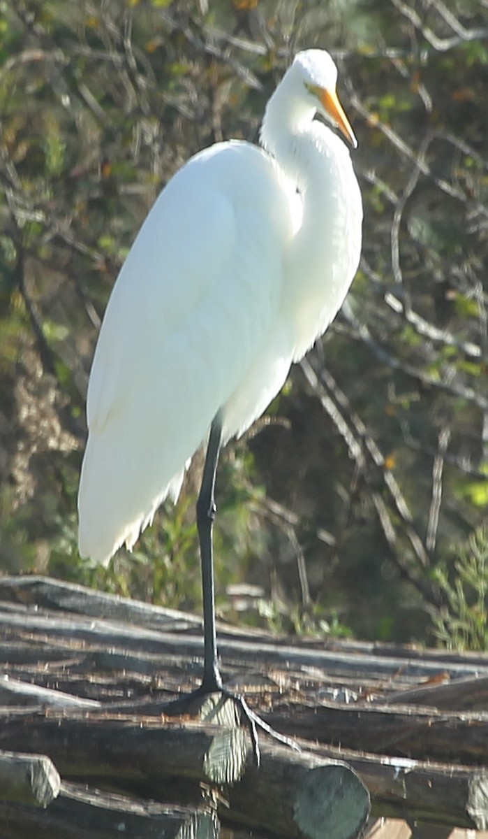 Great Egret - ML628613433