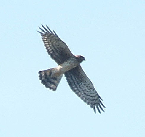 Northern Harrier - ML628613442