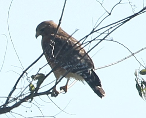 Red-shouldered Hawk - ML628613463