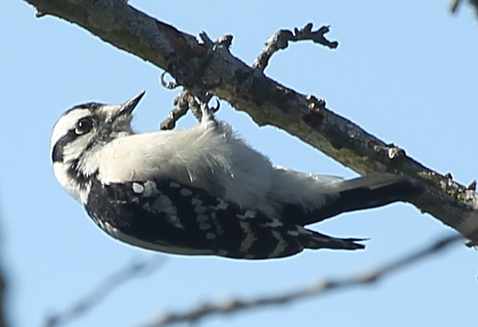 Downy Woodpecker - ML628613468