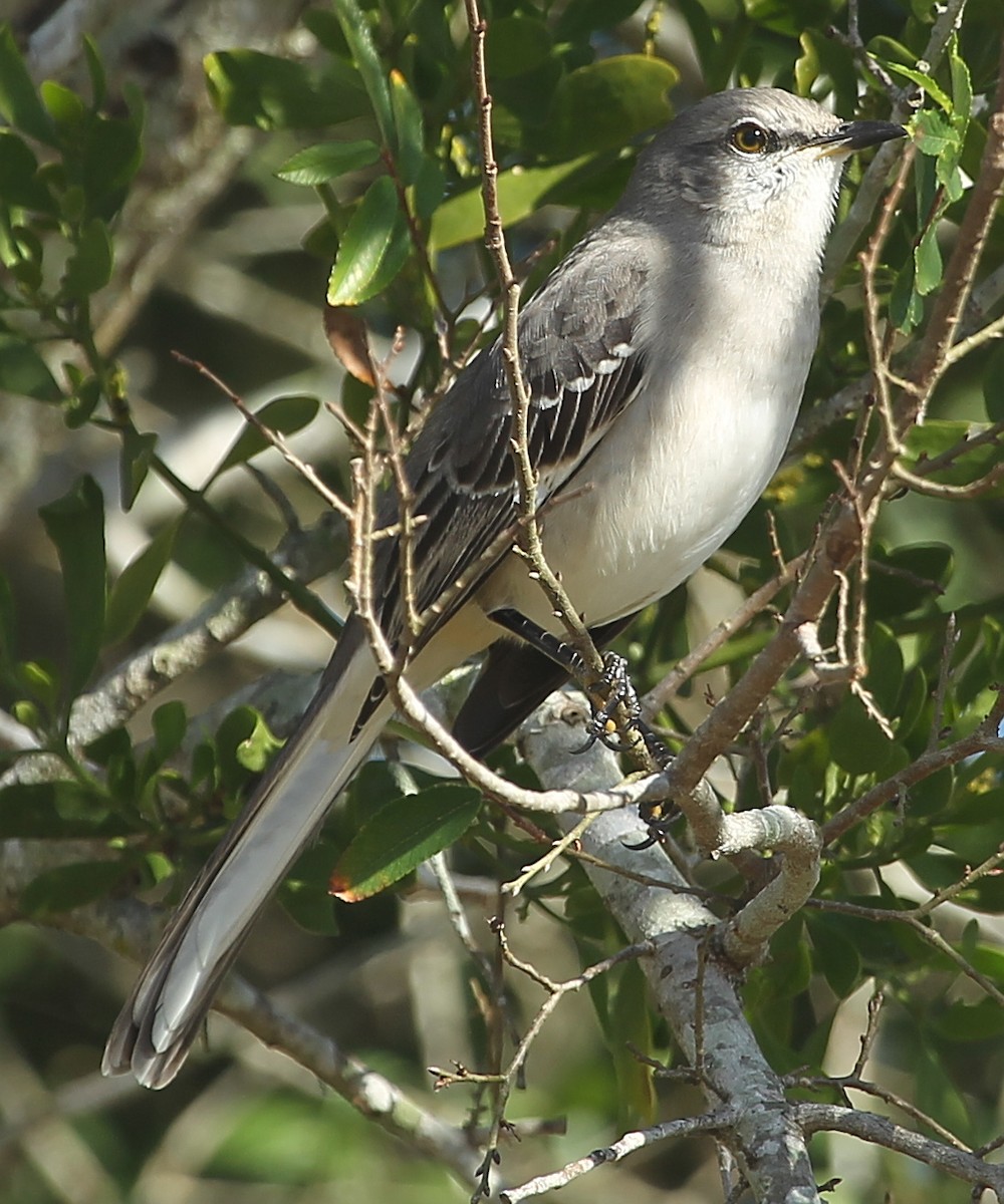 Northern Mockingbird - ML628613476