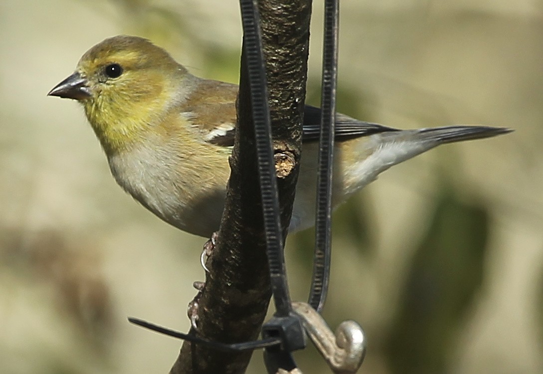 American Goldfinch - ML628613483