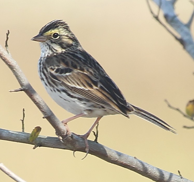 Savannah Sparrow - ML628613493