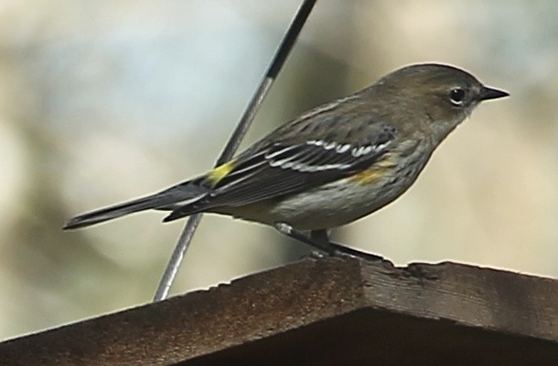 Yellow-rumped Warbler - ML628613499