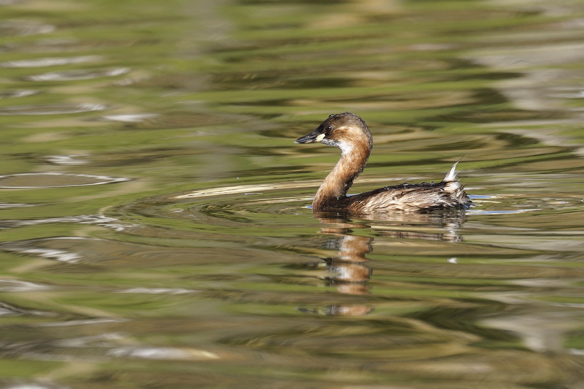 Little Grebe - ML628613683