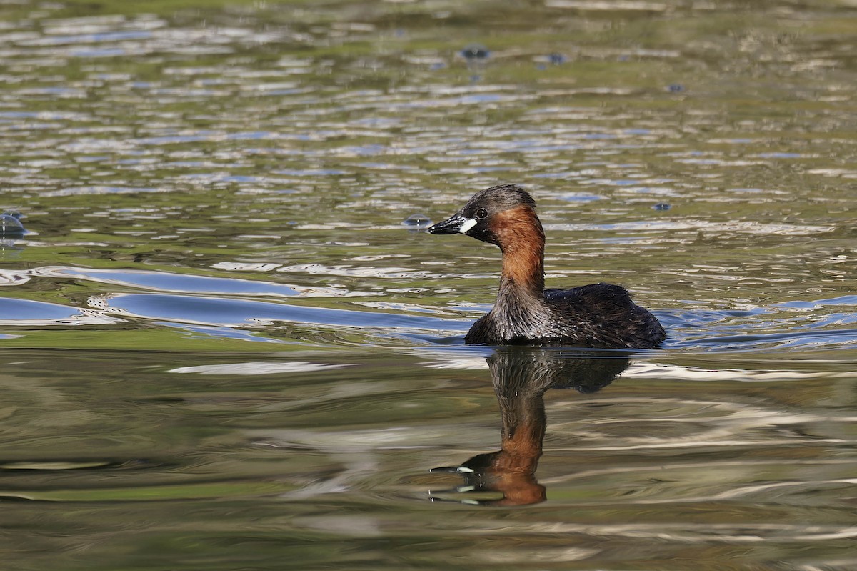 Little Grebe - ML628613684