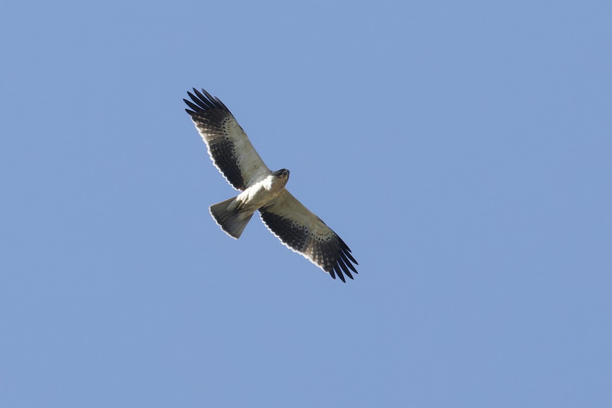 Booted Eagle - ML628613695