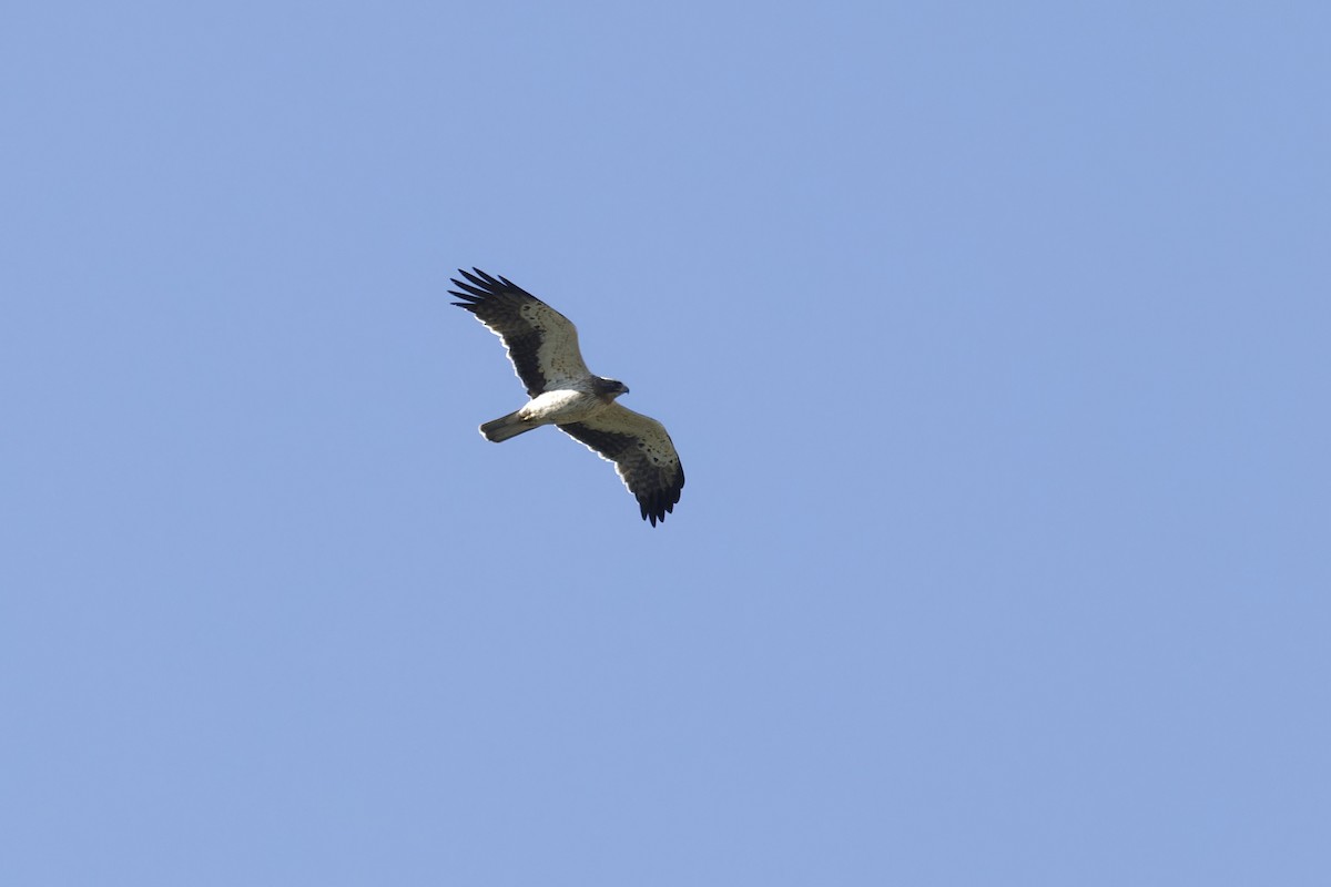 Booted Eagle - ML628613696