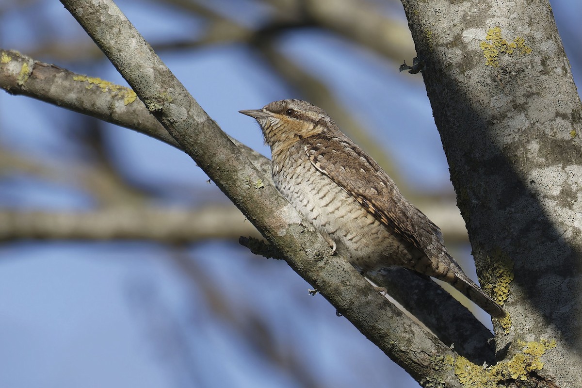 Eurasian Wryneck - ML628613710