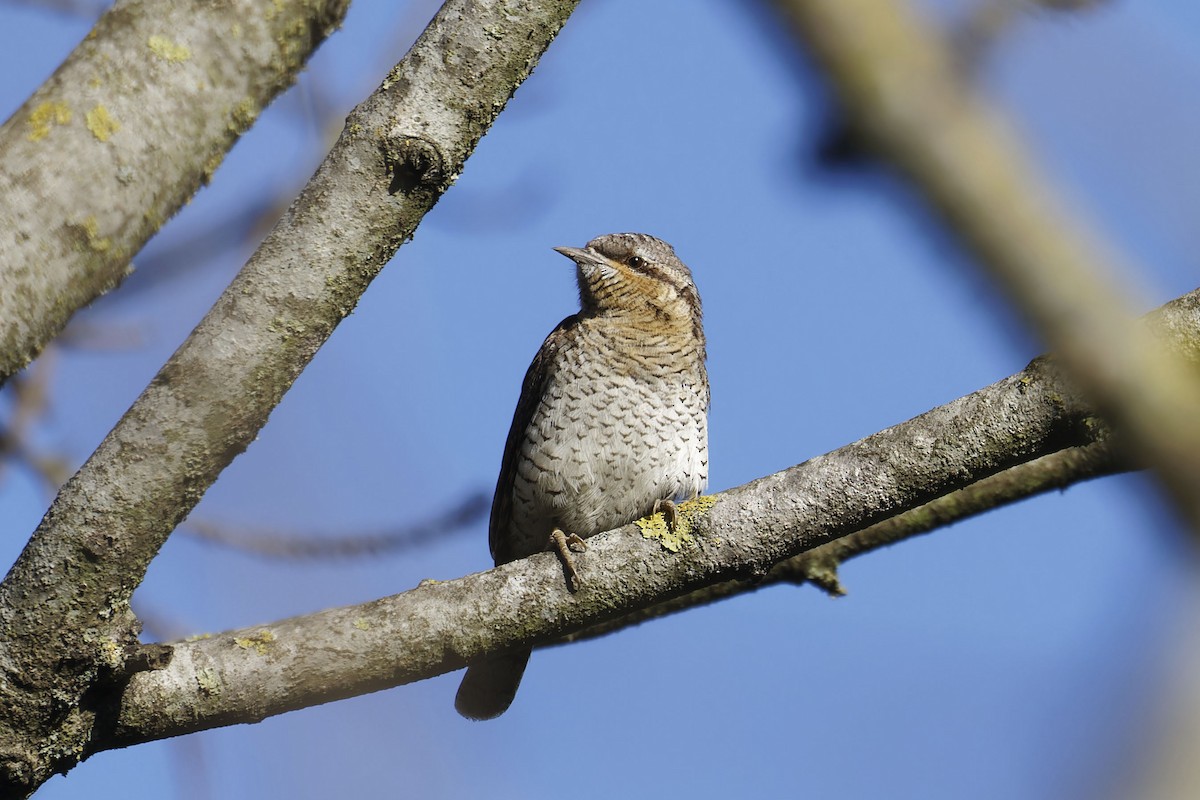 Eurasian Wryneck - ML628613711