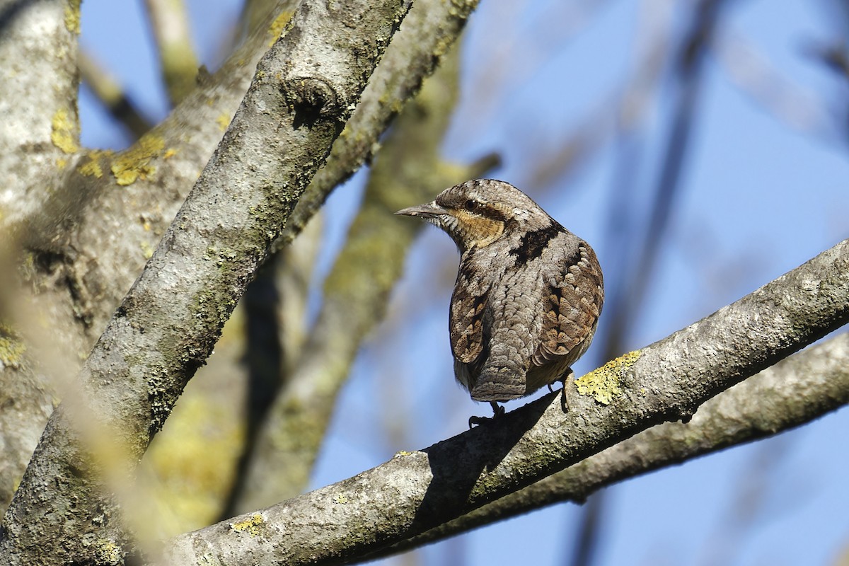 Eurasian Wryneck - ML628613712