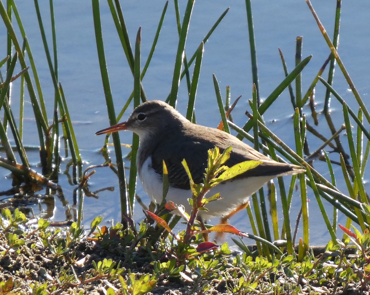 Spotted Sandpiper - ML628613971