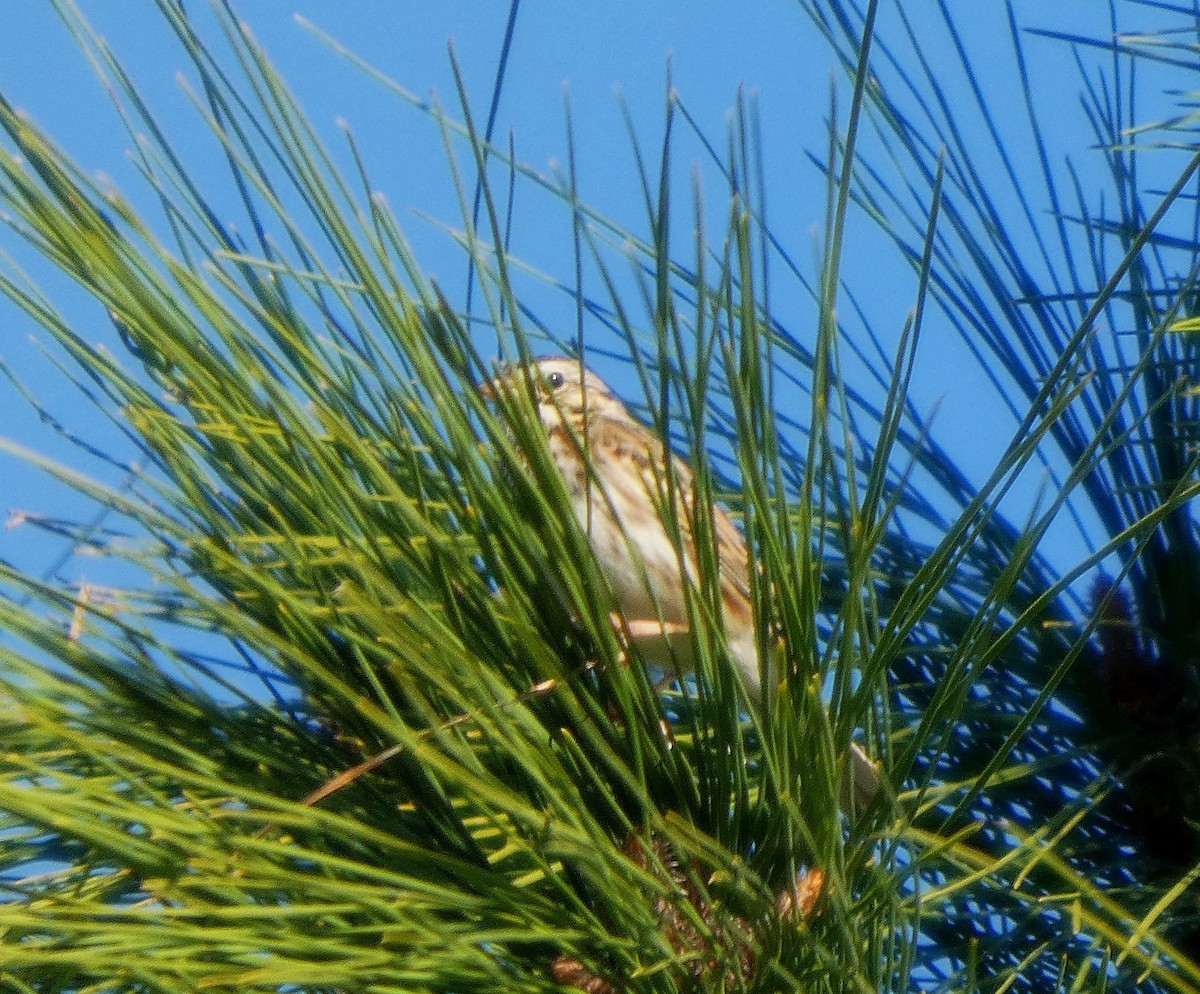 Vesper Sparrow - ML628614080