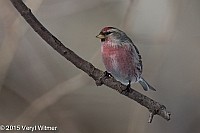 Redpoll (Common) - ML628614431