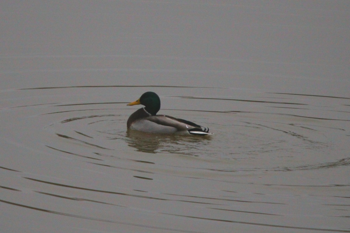 Canard colvert - ML628614479